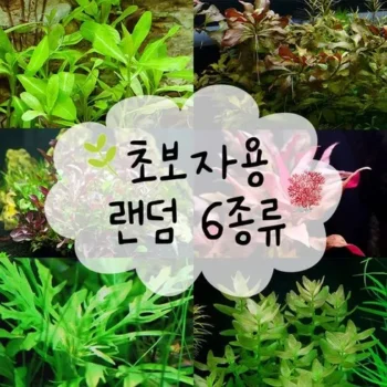 실용적인 열대어 리뷰