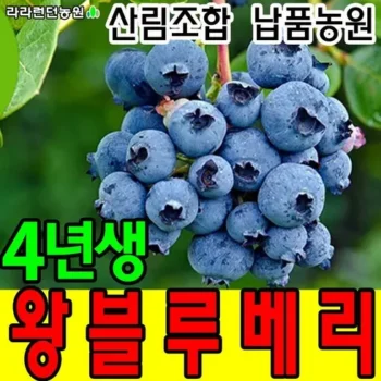 베스트 블루베리묘목재배 리뷰