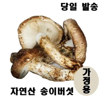 정말 놓치기 아까운 송이버섯 후기